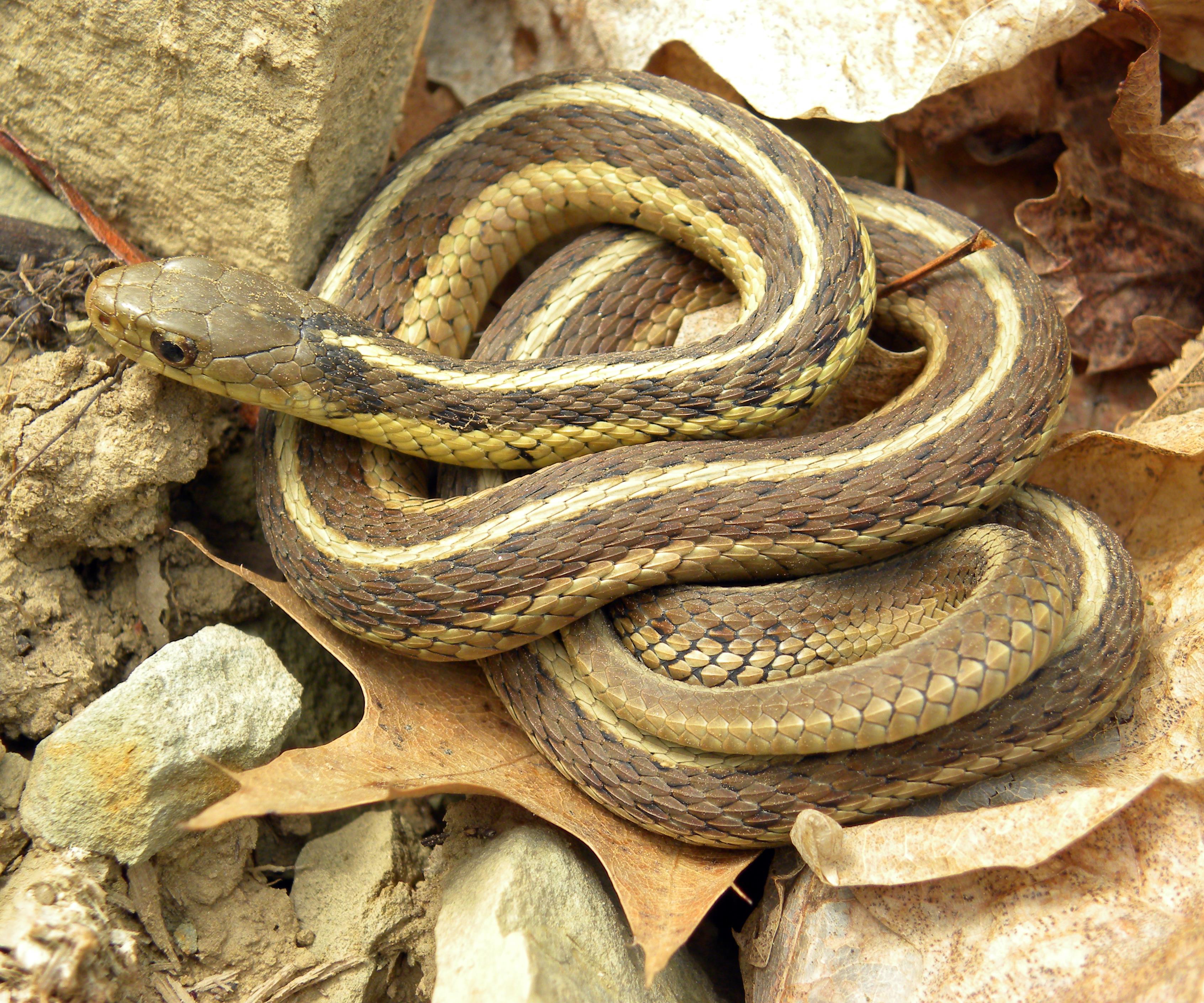 garter snake